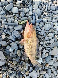 オオモンハタの釣果