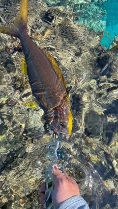 イシフエダイの釣果