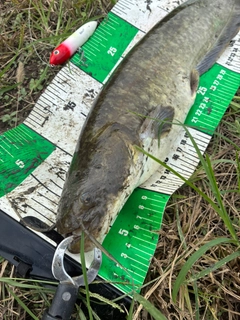 ナマズの釣果