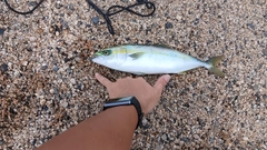 ハマチの釣果