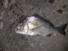 ヘダイの釣果