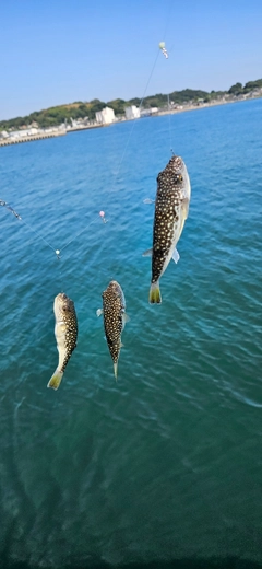 クサフグの釣果