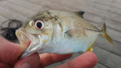 メッキの釣果