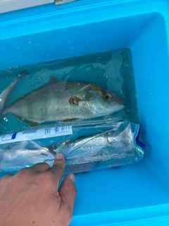 ショゴの釣果