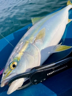イナダの釣果