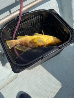 アオハタの釣果