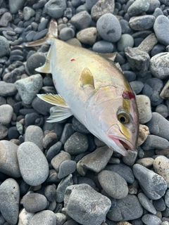 ショゴの釣果