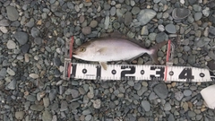 ショゴの釣果