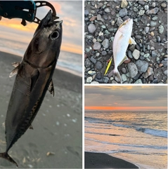 ソウダガツオの釣果