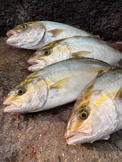 ショゴの釣果