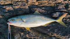 ヤズの釣果