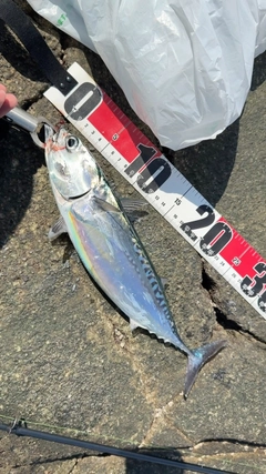 ソウダガツオの釣果