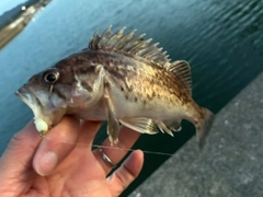 クロソイの釣果