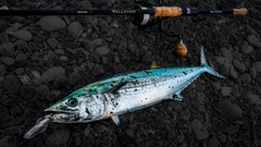 サゴシの釣果