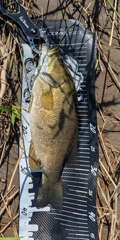 スモールマウスバスの釣果