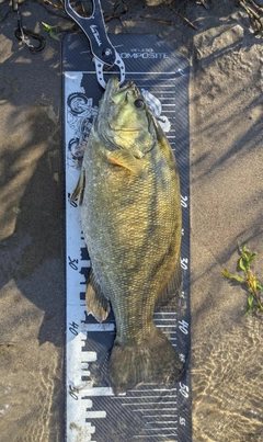 スモールマウスバスの釣果