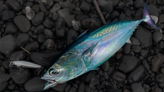 ソウダガツオの釣果