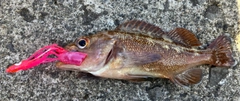 ガヤの釣果
