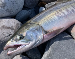アキアジの釣果