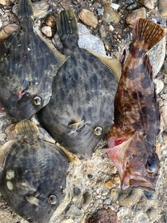 カワハギの釣果