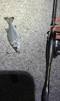 セイゴ（ヒラスズキ）の釣果