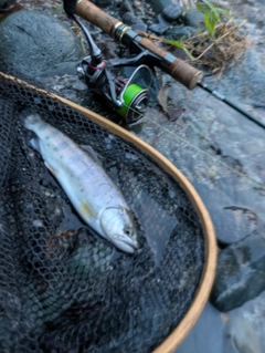 ヤマメの釣果