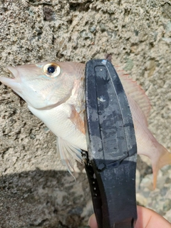 アカカマスの釣果
