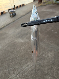 タチウオの釣果