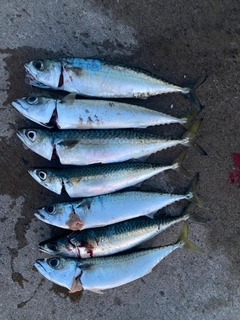 サバの釣果