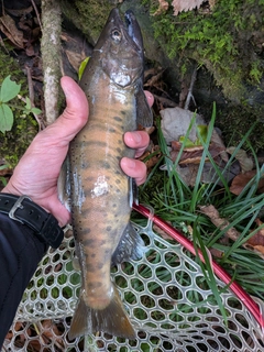 ヤマメの釣果