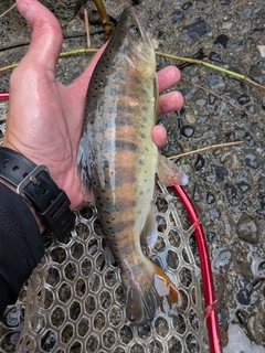 ヤマメの釣果