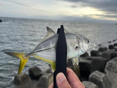 メッキの釣果