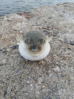 クサフグの釣果