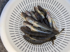 マハゼの釣果