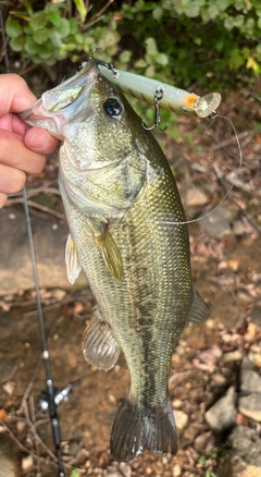 ブラックバスの釣果