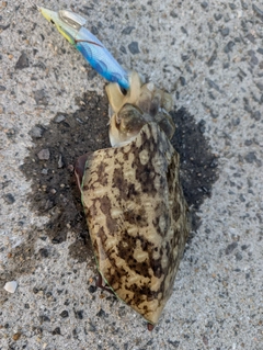 コウイカの釣果