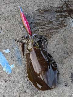 アオリイカの釣果