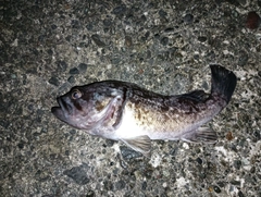 クロソイの釣果