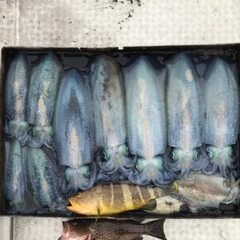 モイカの釣果
