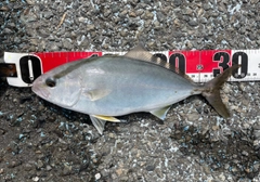 ショゴの釣果