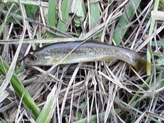 カワムツの釣果