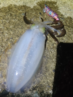 アオリイカの釣果