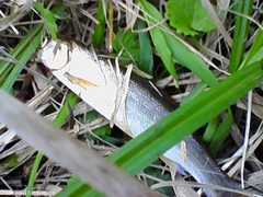 カワムツの釣果