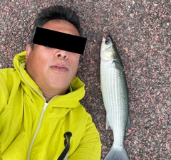 ボラの釣果