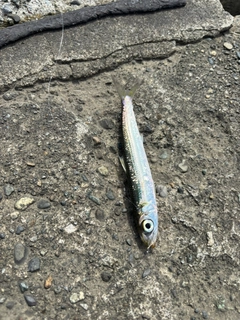 イワシの釣果