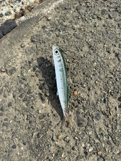 イワシの釣果