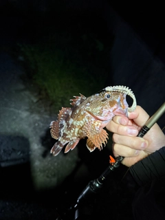 ガシラの釣果
