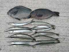 サヨリの釣果