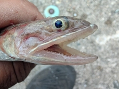 トカゲエソの釣果