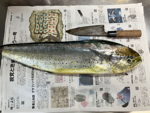 No Bite, No Fish さんの釣り人プロフィール - アングラーズ | 釣果600